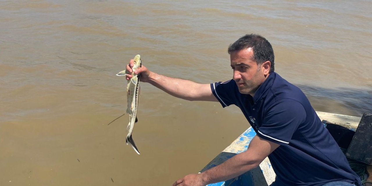 Sakarya Nehri'nde Kritik Takip: Nesli Tükenen Balıklar İzleniyor